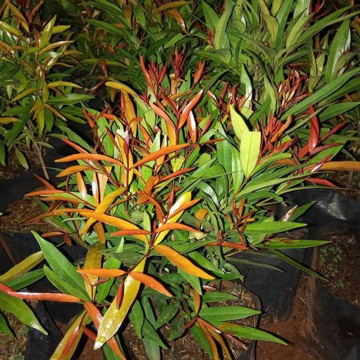 pohon pucuk merah biji/ tanaman pucuk merah biji/ pucuk merah biji   _