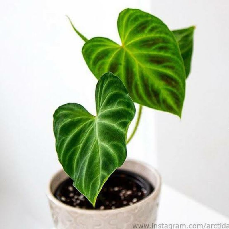 philodendron verrucosum