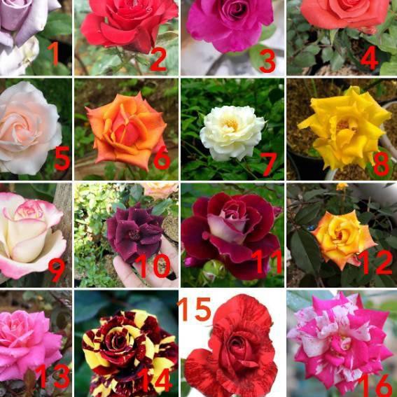 Koleksi Terbaru Paket Tanaman Hias Bunga Mawar Mix 10 Pohon