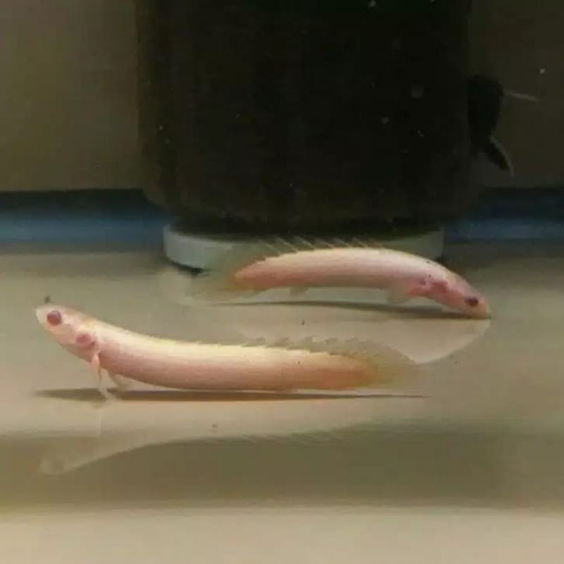 ikan palmas albino
