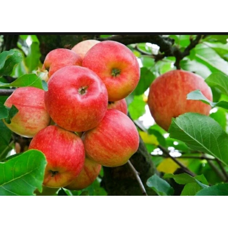 Bibit Tanaman Hias Buah Apel Ana Anna Apel Malang