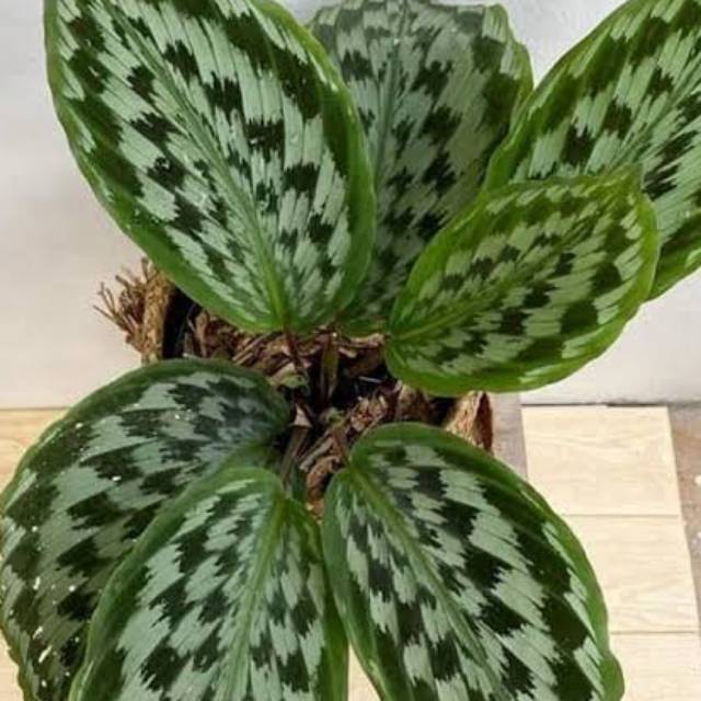 Calathea Ekor Merak