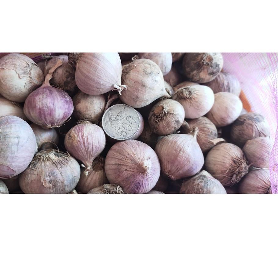 

ϕµŇ Bawang Putih Tunggal / Lanang Super Jumbo »»R0K