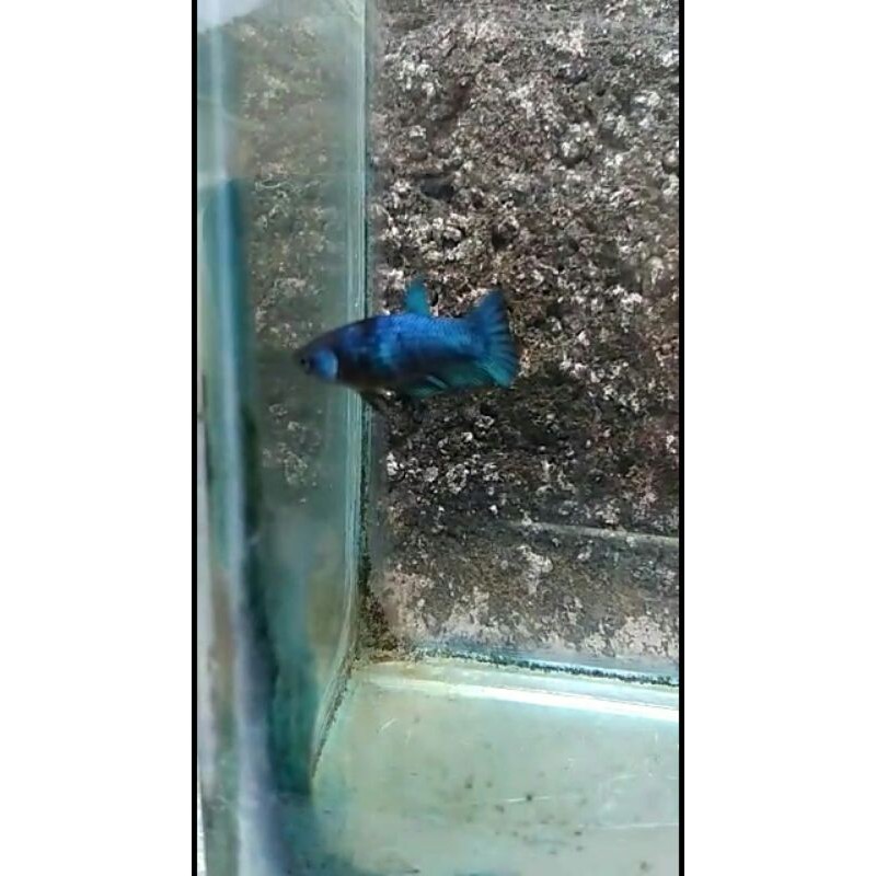 cupang hias female anakan Avatar