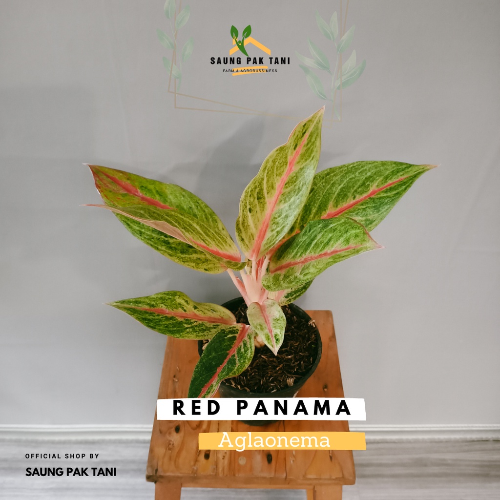 Aglaonema RED PANAMA