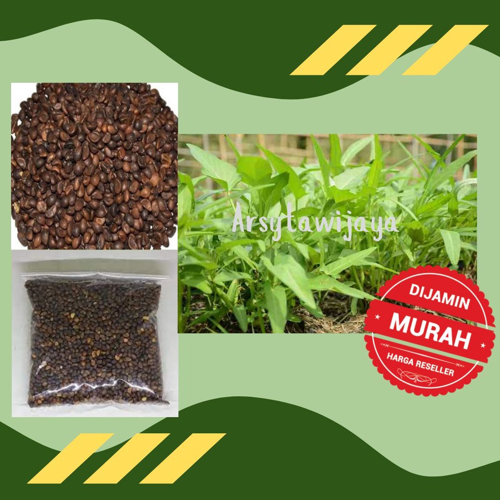 BIJI, BENIH, BIBIT KANGKUNG HIDROPONIK, SAYUR KANGKUNG TERMURAH