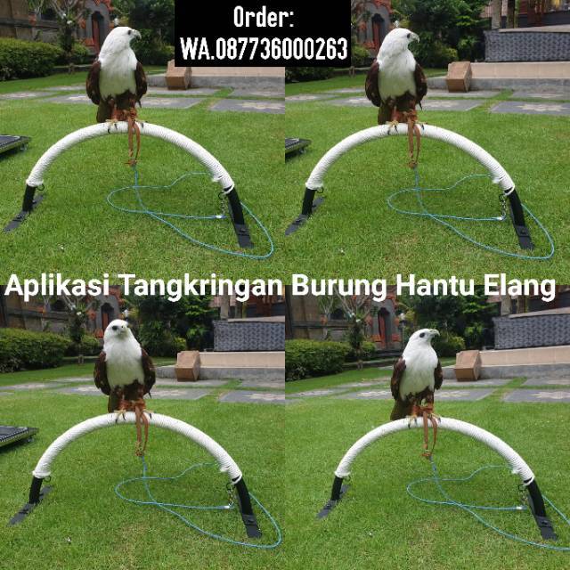Tangkringan Burung Elang Hantu