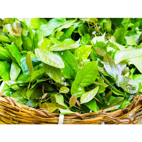 

Daun Melinjo Segar Bandung 1ons