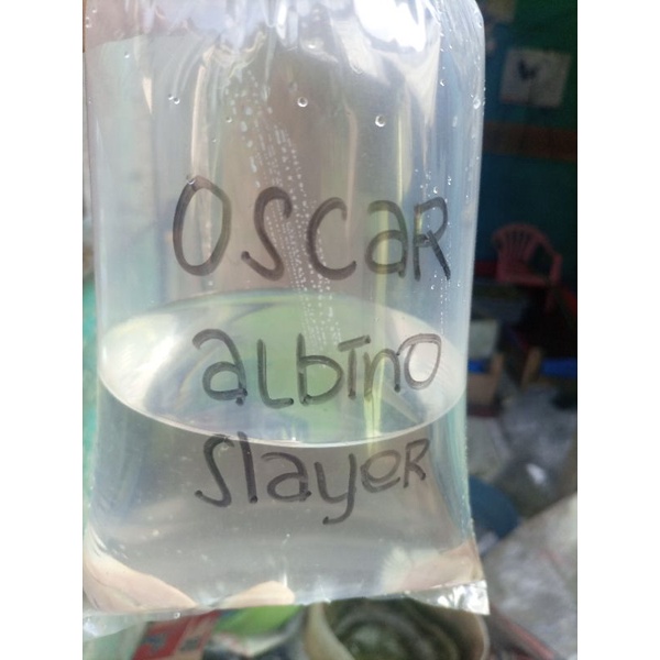 anakan Oscar albino slayer dan batik slayer