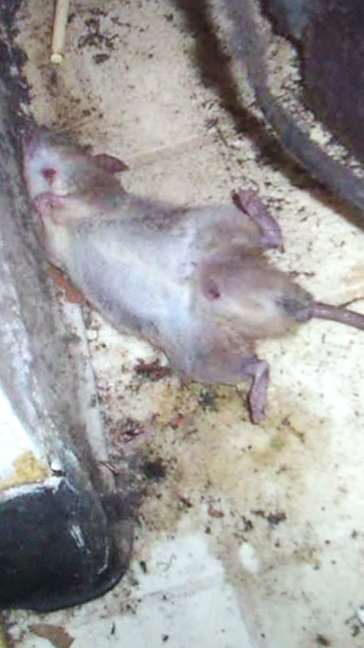 Racun Tikus Ramtus Asli Alami Mati Kering Tidak Bau Pembasmi Pengusir Tikus Super Paling Ampuh 2pack