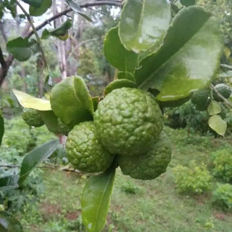 

Buah jeruk purut segar [ 50 buah ]
