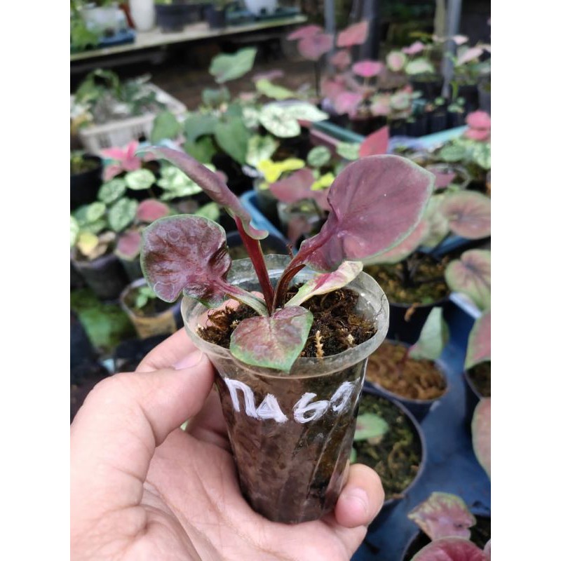 Caladium Nagoya Bibit