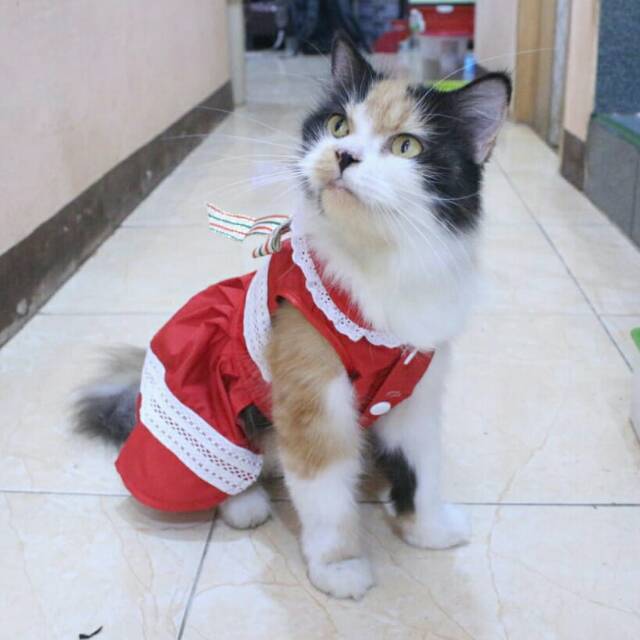 Dress natal lucu untuk kucing dan anjing / baju kucing dan anjing murah size S M L XL