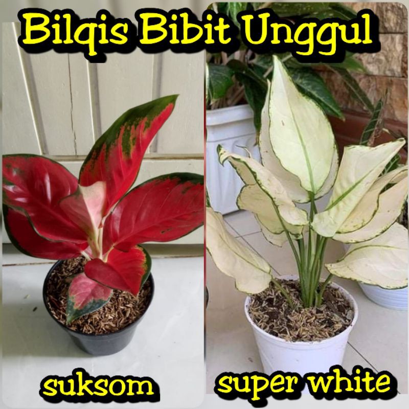 paket 2 bunga aglonema suksom jaipong stang pendek-super white _bunga aglonema