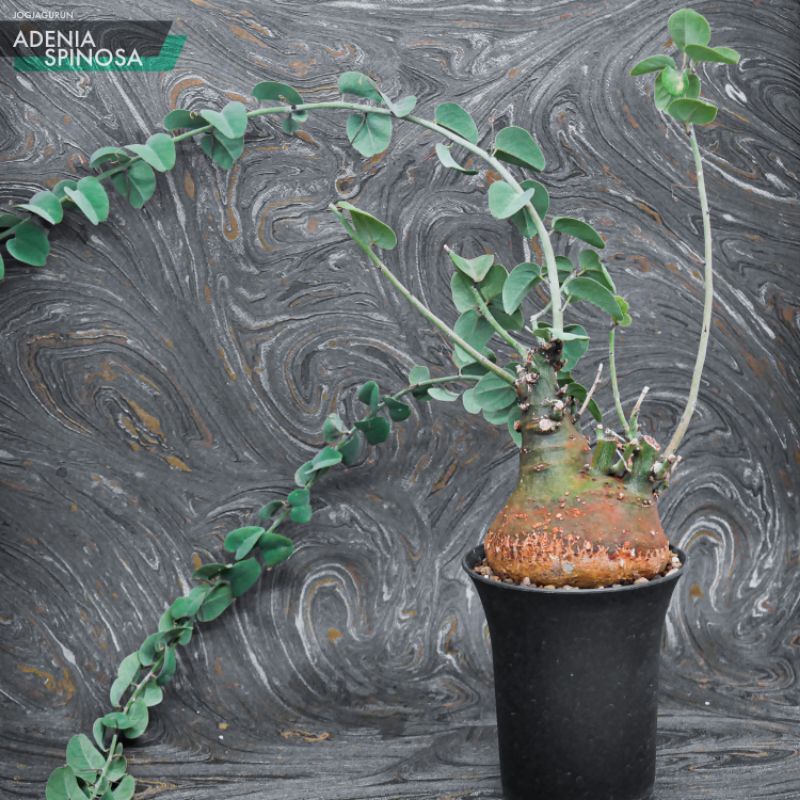 Adenia Spinosa Caudex