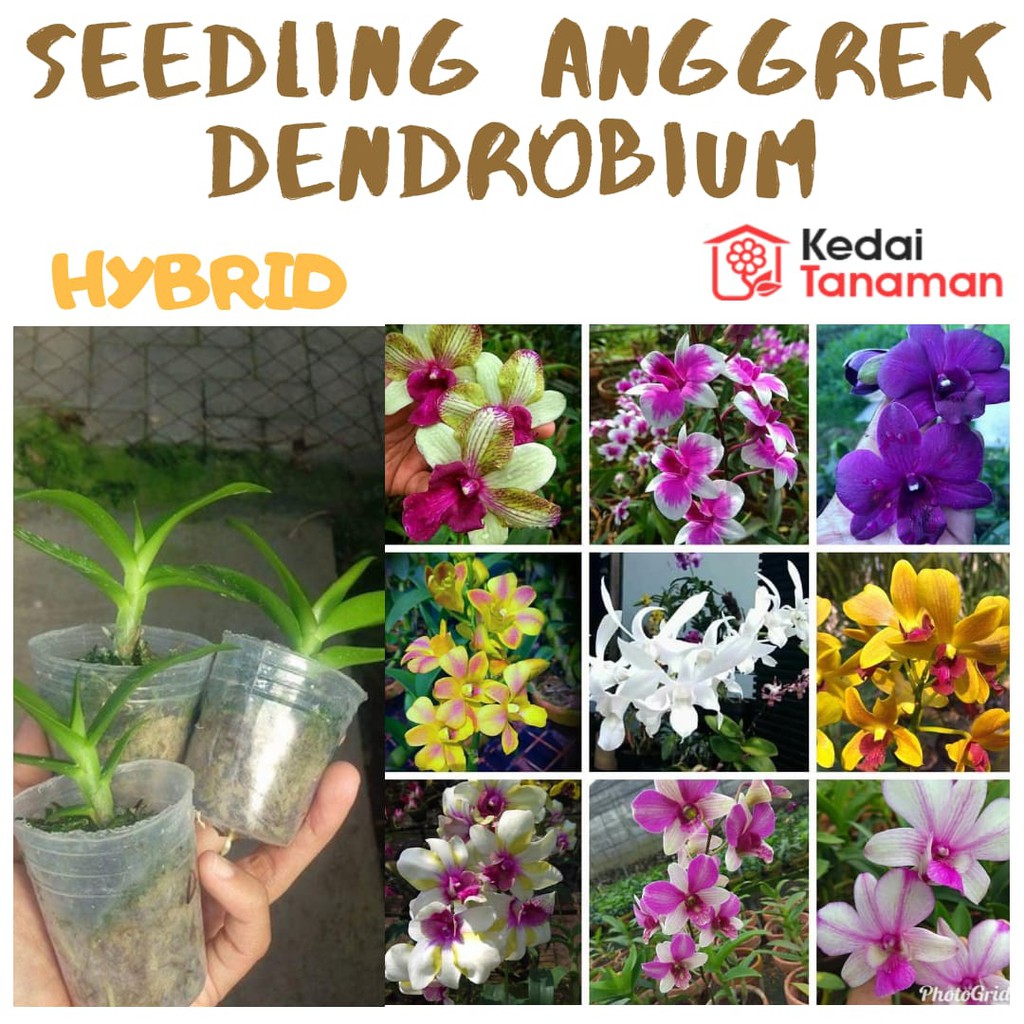 Anggrek Dendrobium Seedling - Bunga Anggrek Dendrobium Seedling - Anggrek Dendrobium - Anggrek
