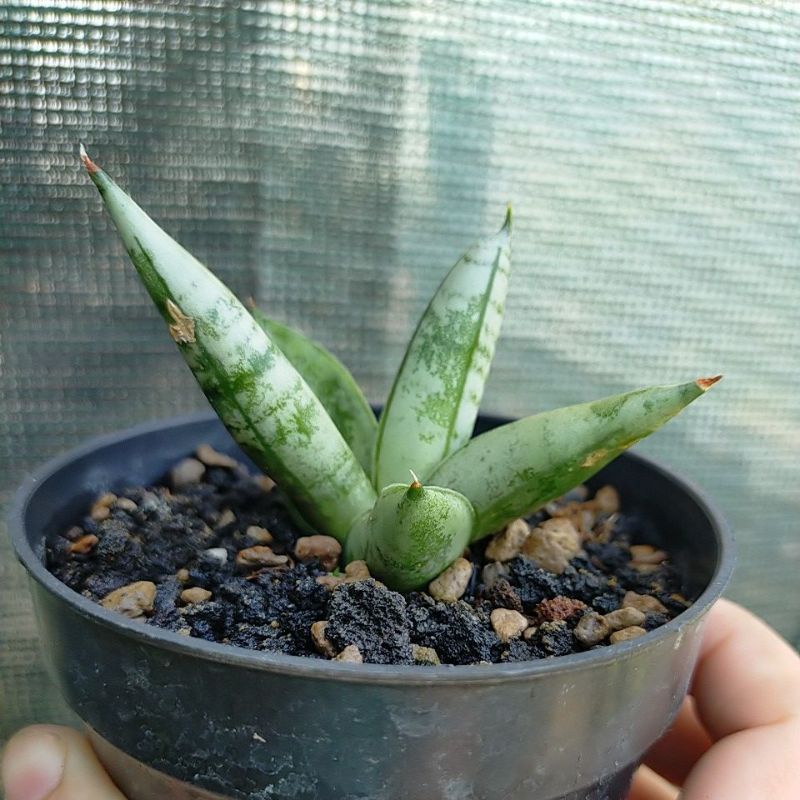 Sansevieria Boncel Platinum Sanseviera Sanse