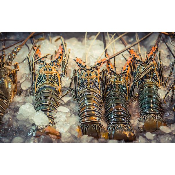 

Lobster Air Tawar / Laut Makanan Seafood Fresh Segar Kiloan Pasar Murah Jakarta