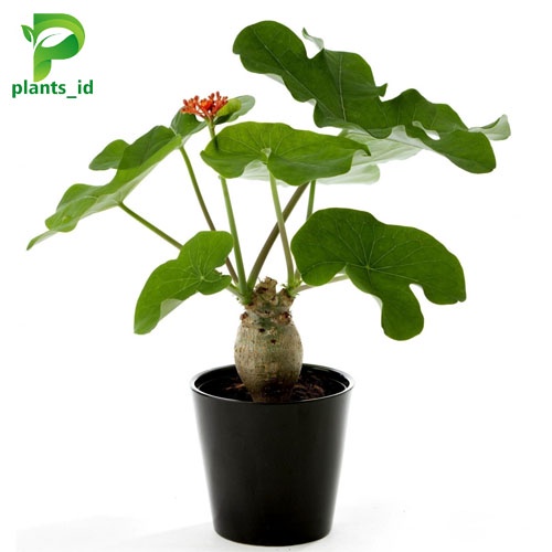 tanaman hias indor outdor jarak bali jatropha podagrica
