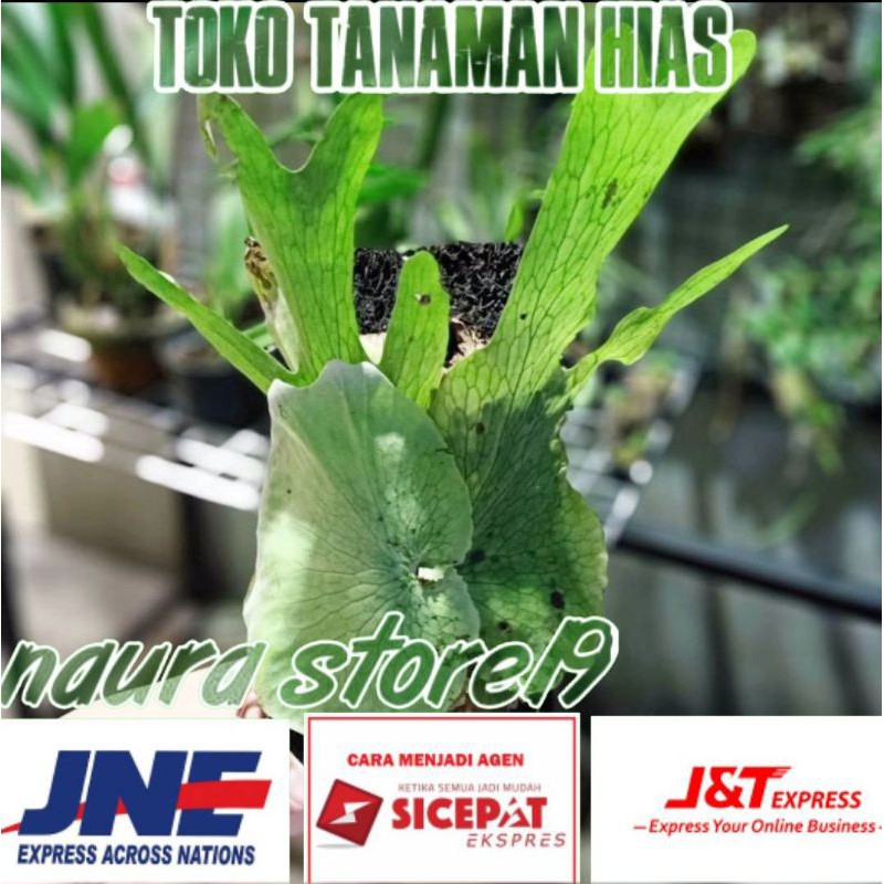 Platycerium Ridleyi Tanaman Hias Paku Tanduk Rusa Tidak Ada Merek Shopee Indonesia