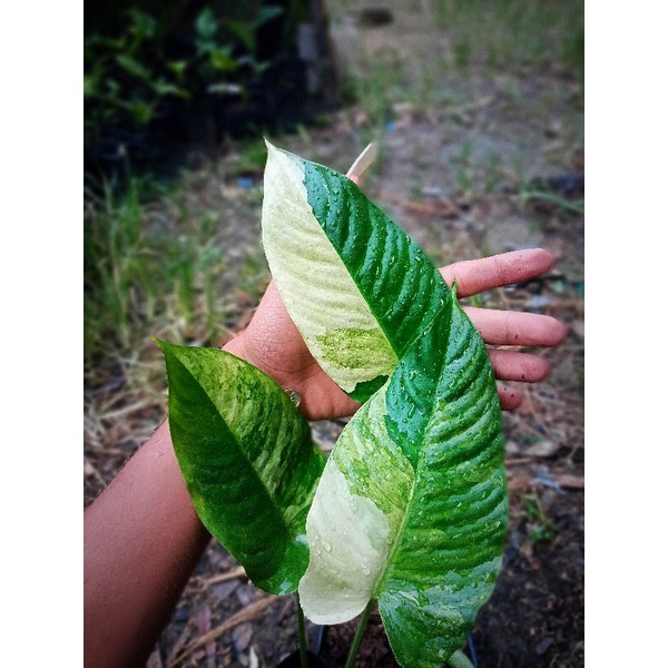 HOMALOMENA SP VARIGATA