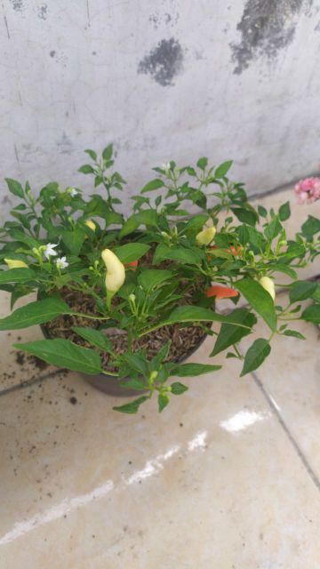 Pohon Cabai / Bibit Cabai / Cabe (siap Pakai) Berbuah