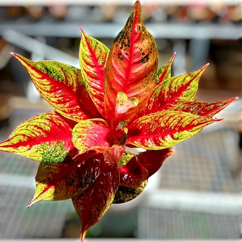 Aglonema Lady Hot Flaming Perfect / Tanaman hias bunga aglonema aglaonema Hot Flaming Lady Murah ( S