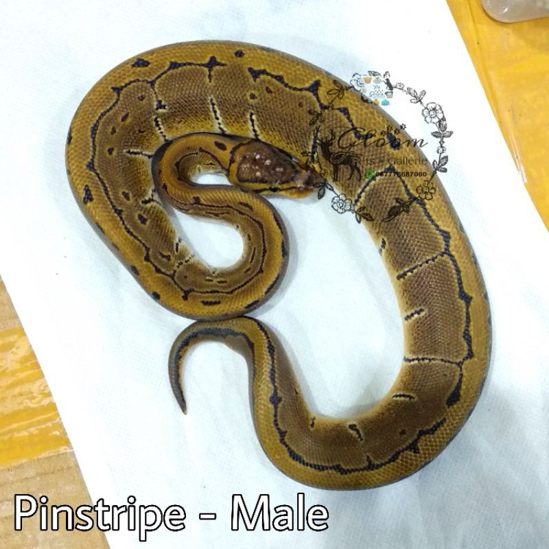 Ball Python BP Pinstripe MALE baby up size +/- 45 cm