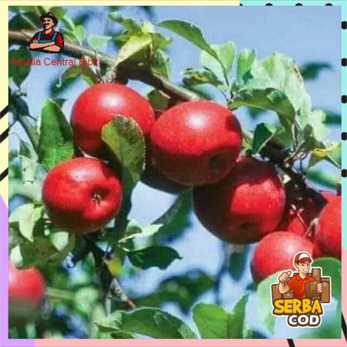 Bibit Apel Merah Super Cangkok