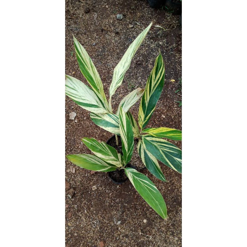 Tanaman hias onje kuning/pohon onje kuning