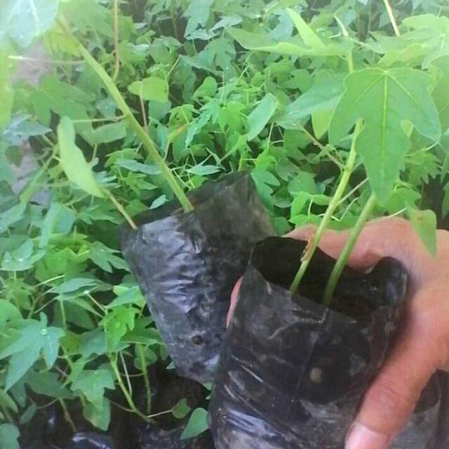 Bibit pepaya calina/california