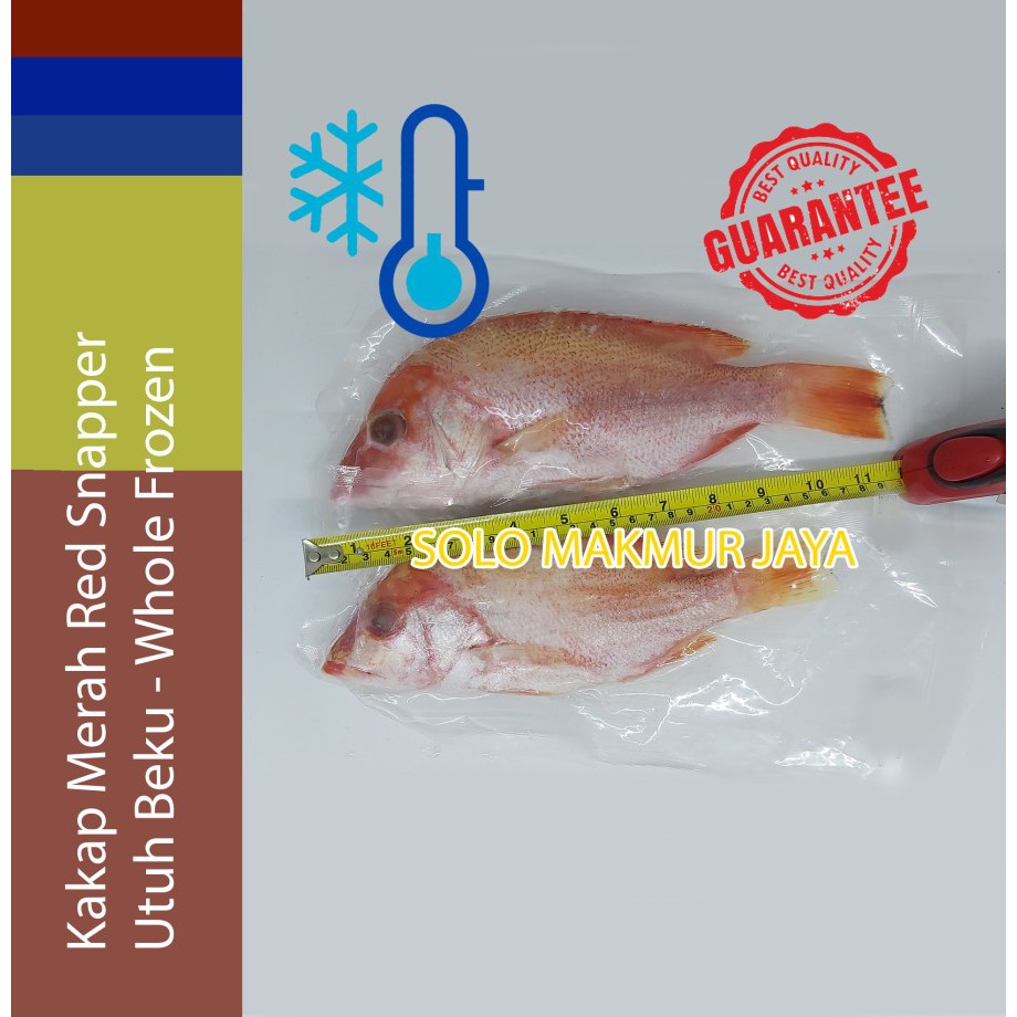 

Kakap Merah Red Snapper Utuh Beku Whole Frozen