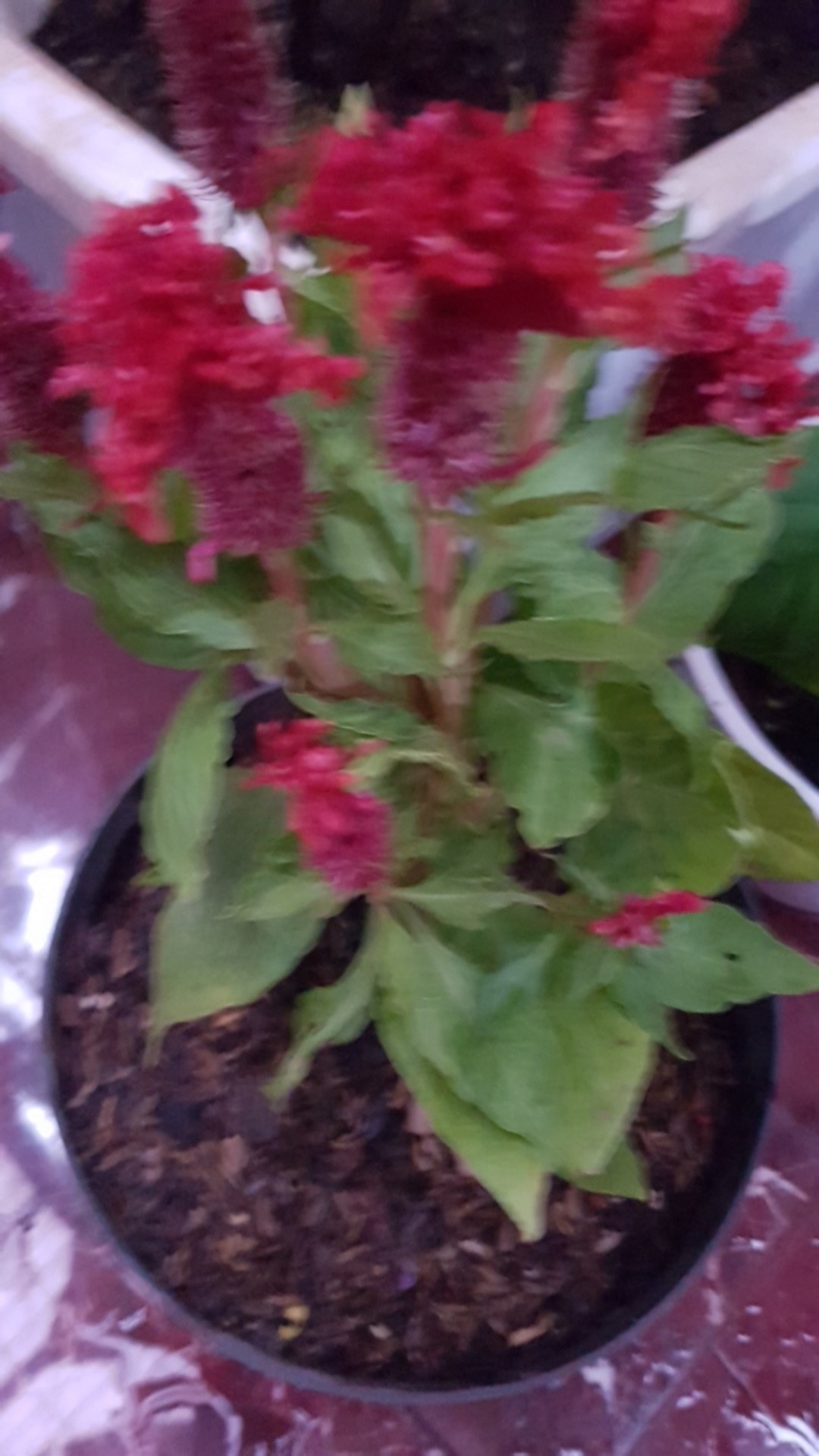 Tanaman Hias Jengger Ayam