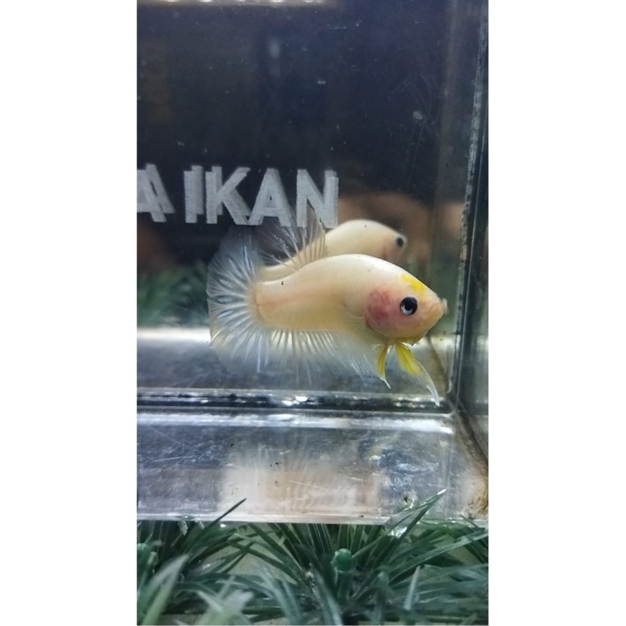 CUPANG UNIK PK TANCHO YELLOW 100%REALPICT (99TNCH1)