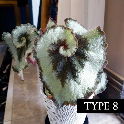 Promo Pot Anggrek Sabut Kelapa Unik Lucu Jual Promo