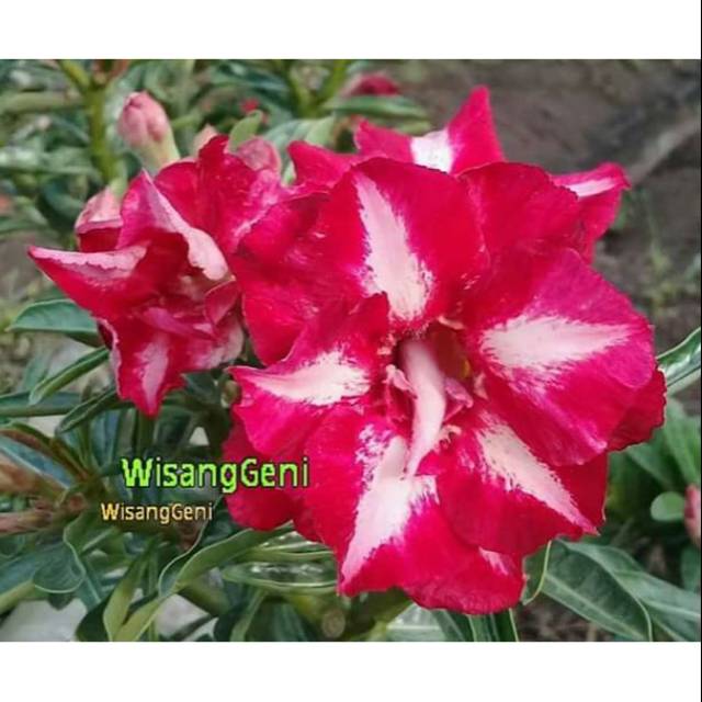 Bibit bunga kamboja tumpuk id Wisanggeni