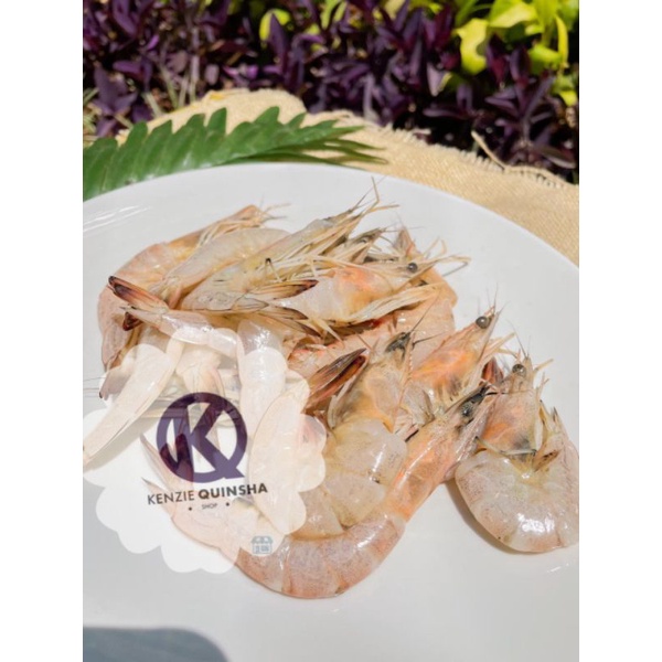 

Udang Laut Fresh,murah dan bergaransi