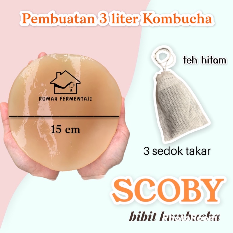 

SCOBY KOMBUCHA PRODUKSI 3LITER