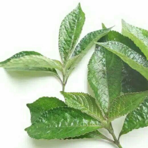 

Daun Herbal Keji Beling - Daun Herbal pecah Beling 500 gram