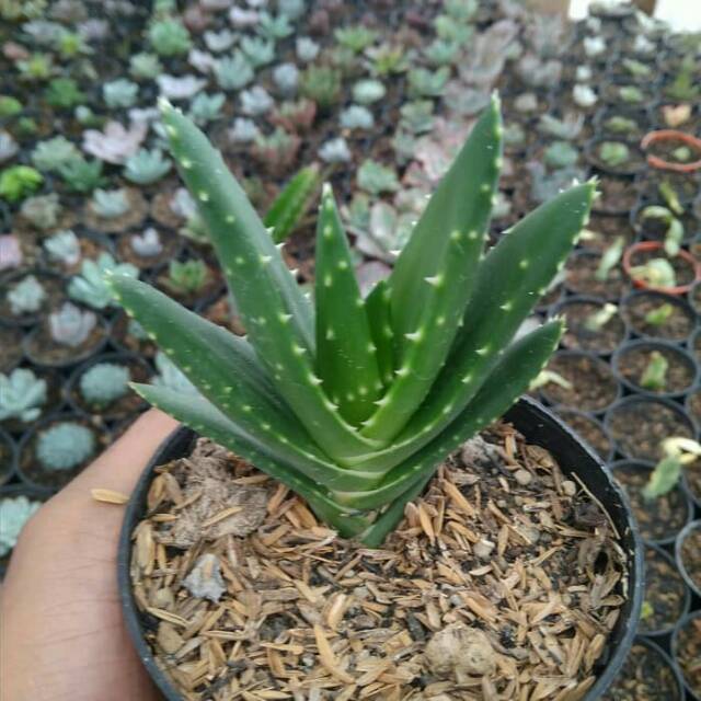 Kaktus dan sukulen tanaman hias indoor outdoor A3 Shopee Kaktus dan sukulen tanaman hias indoor outdoor A3 Shopee