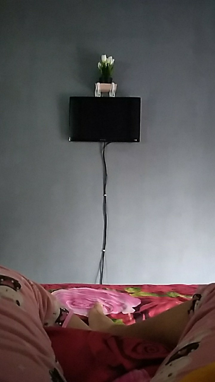 Benih/biji Bunga Aster