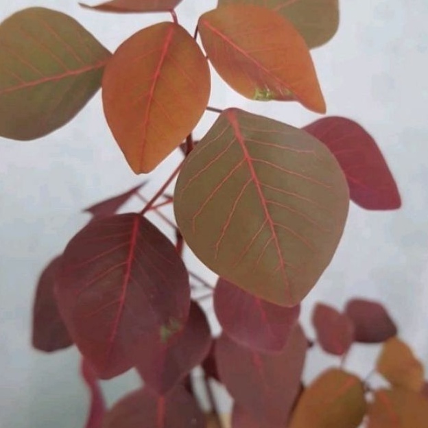 DIARY PETANI - Bibit Tanaman Bonsai Carribean Copper