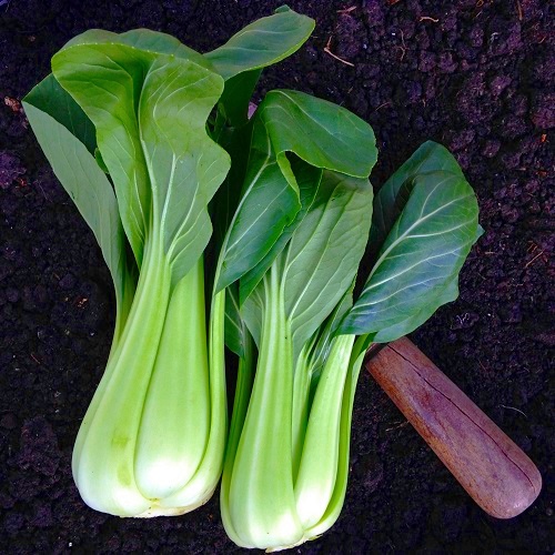100 Biji - Benih Sawi PAK CHOY HIJAU, pak choy / pakchoy sangat cocok untuk hidroponik