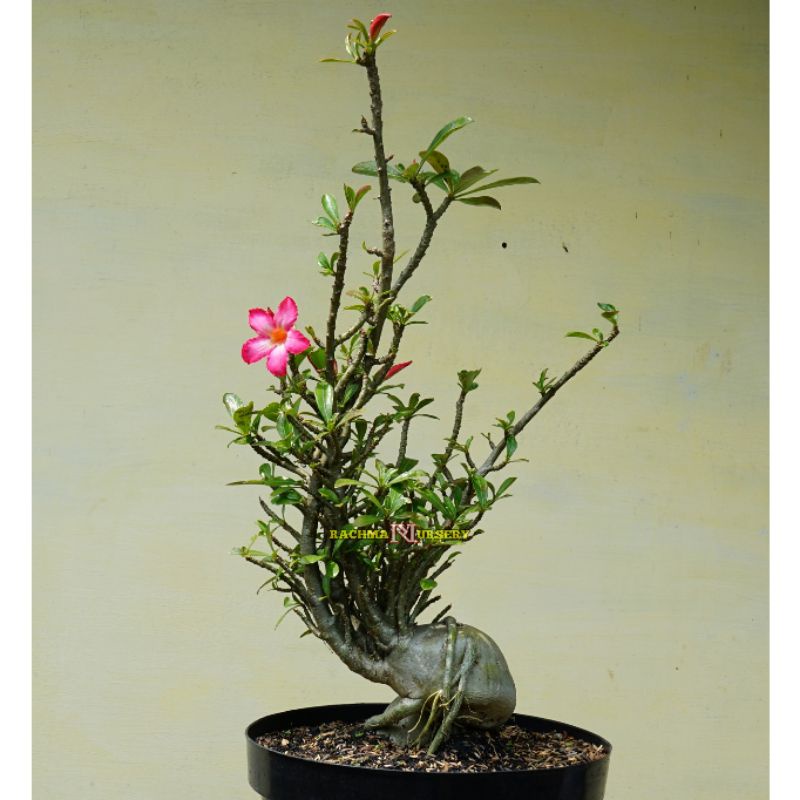 ADENIUM CABSER (CABANG SERIBU) SIZE C