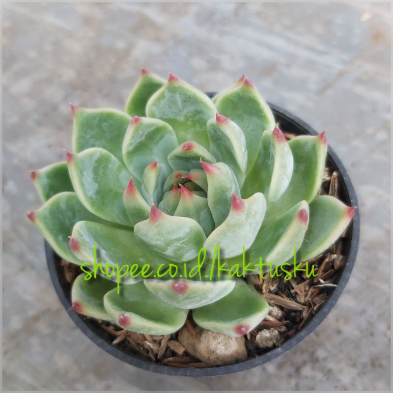 KAKTUS SUKULEN_Import.Echeveria Chihuahuaensis