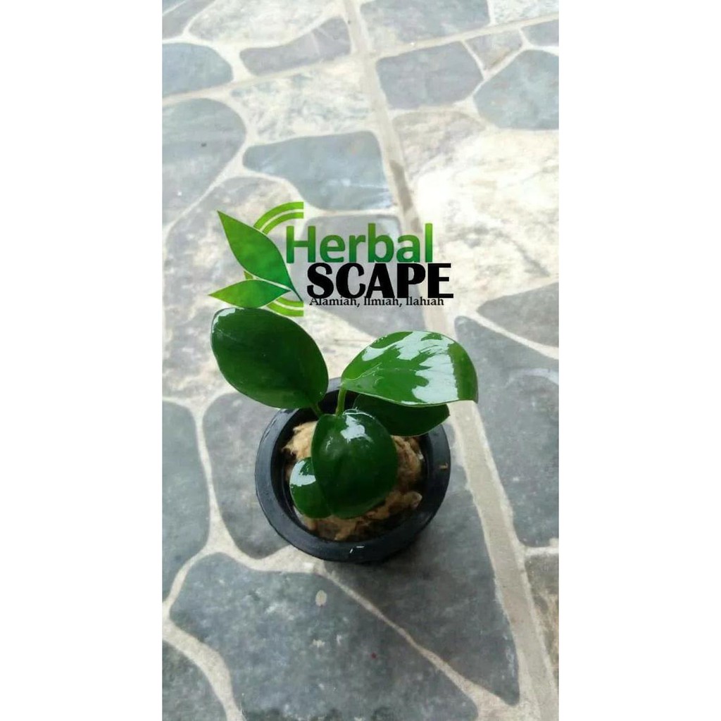Anubias Nana Mini Aquascape Produk Terbaru