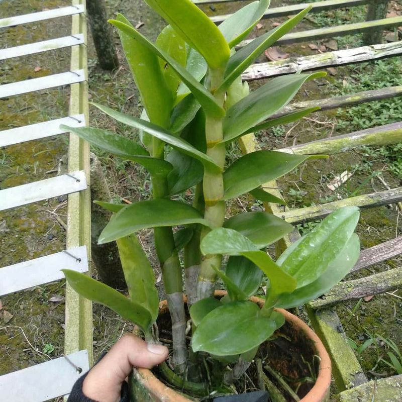 Anggrek dendrobium dewasa warna ID/random