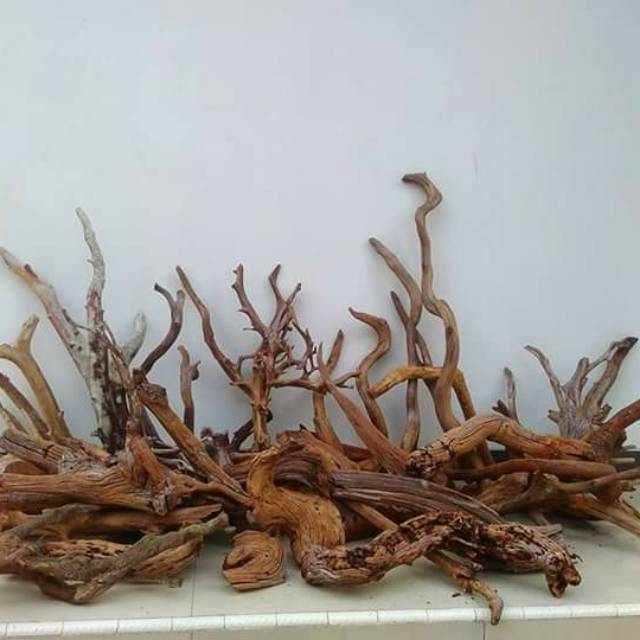 Kayu dan akar Santigi, akar senggani Size S & M