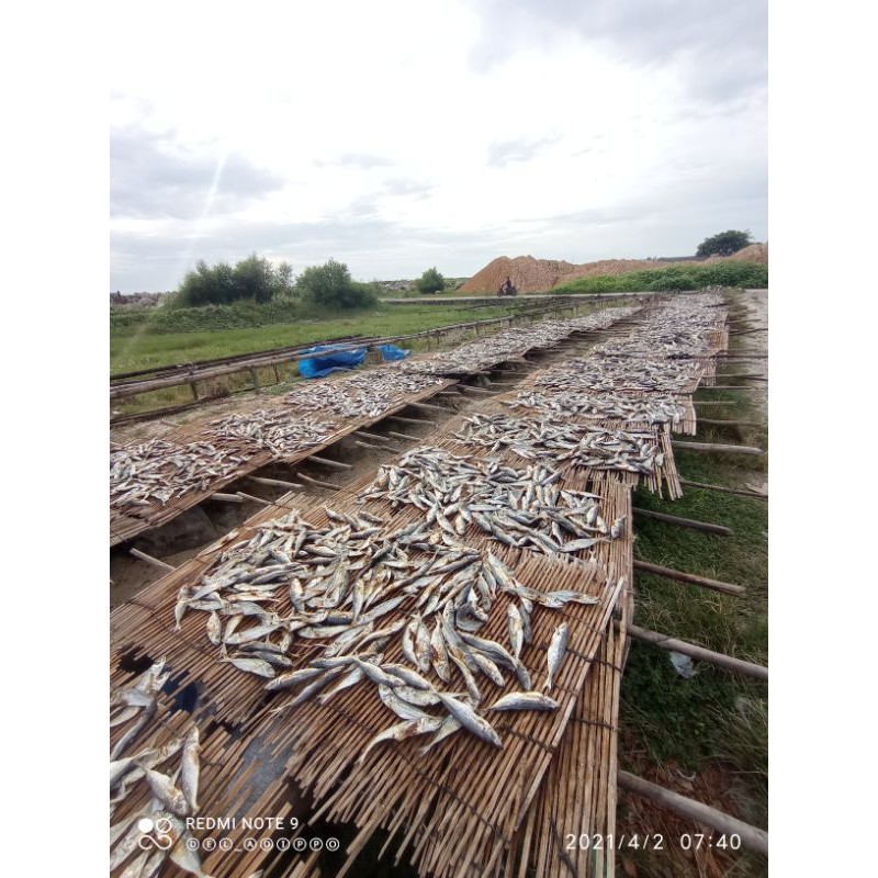 

ikan layang kering