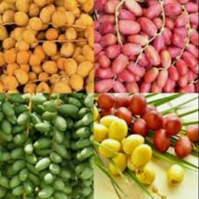 

Kurma muda/ Rhutab/ Rhutob 400 gr